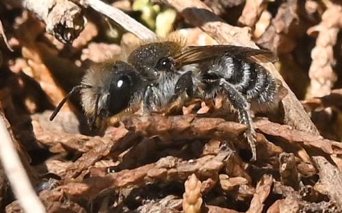 Osmia argyropyga